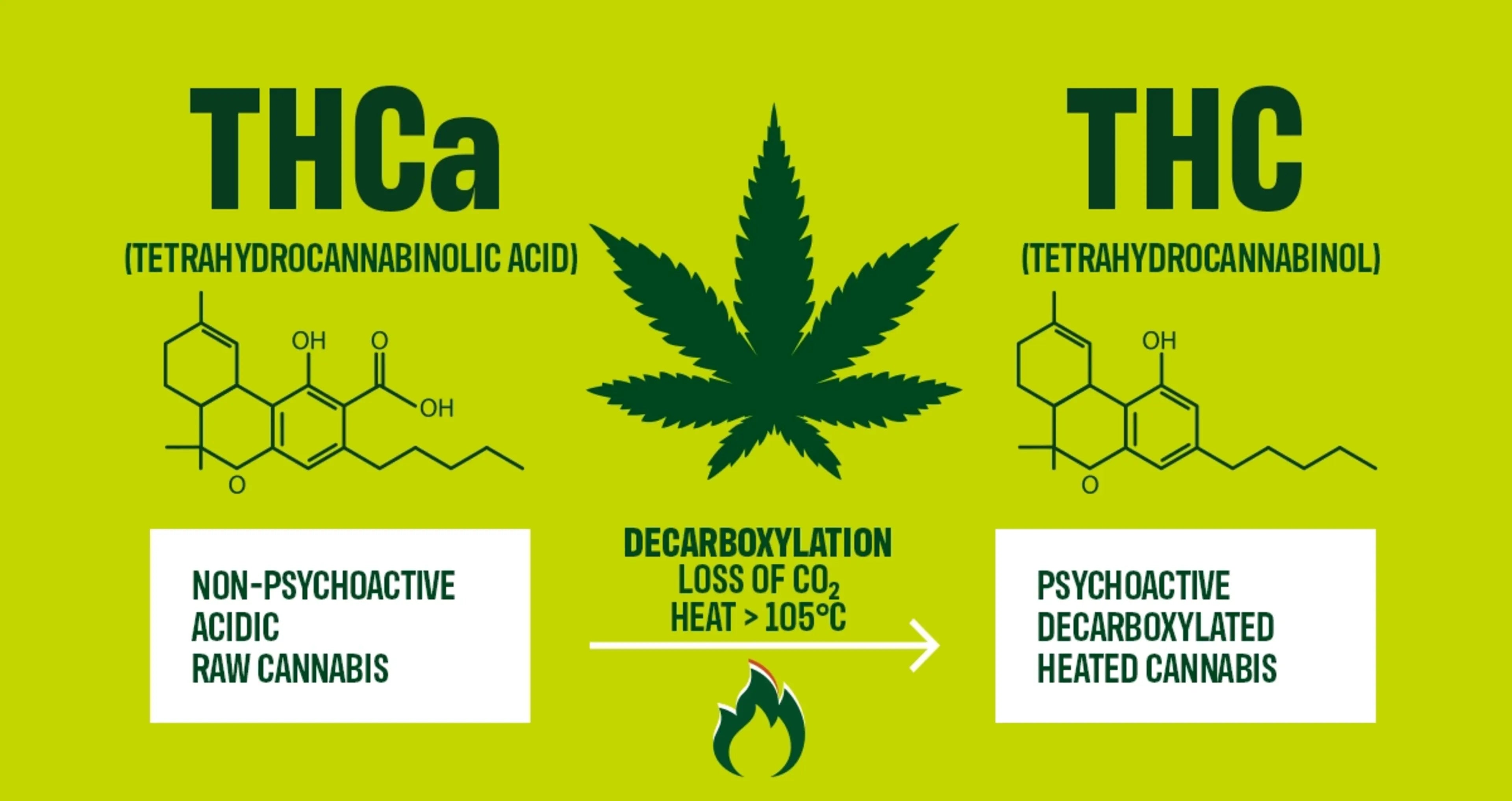 What is THCA Flower? Everything You Need to Know
