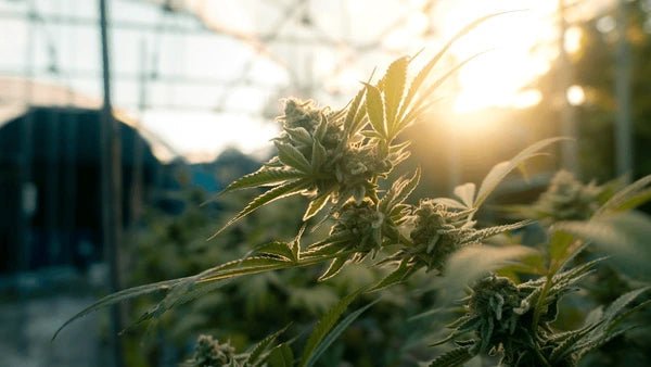 Greenhouse